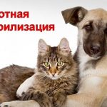 27 ноября в Ростовской области пройдет льготная стерилизация питомцев.